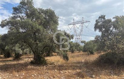 Muğla Yatağan Yeniköy Mahallesinde 6.585 m² Turgut Yoluna Cepheli Zeytliklik