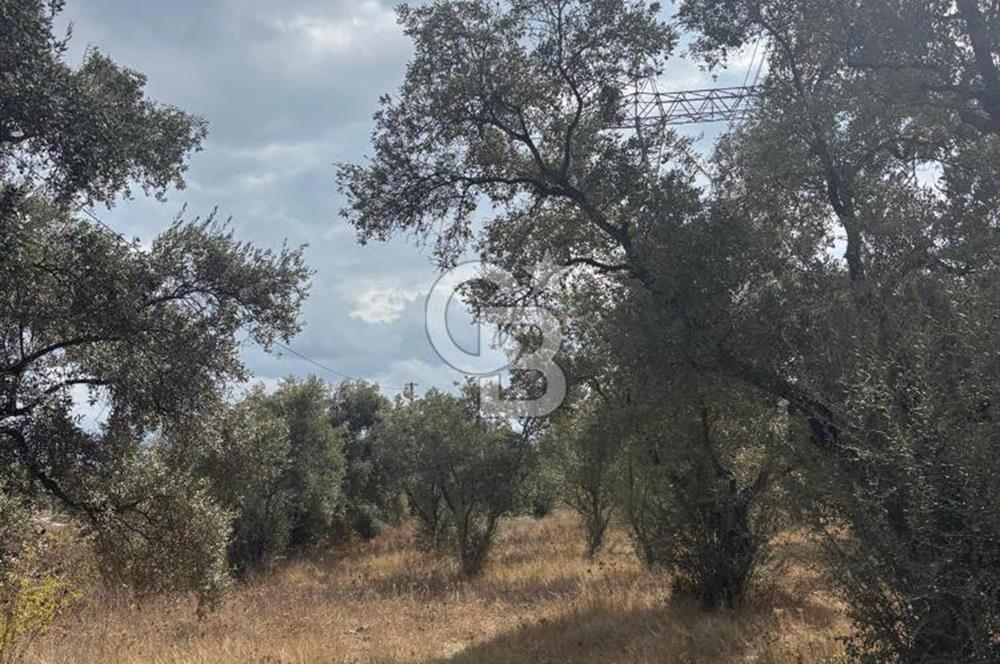 Muğla Yatağan Yeniköy Mahallesinde 6.585 m² Turgut Yoluna Cepheli Zeytliklik