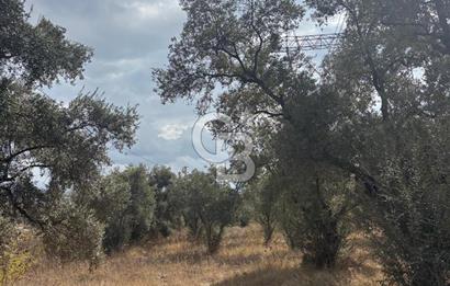 Muğla Yatağan Yeniköy Mahallesinde 6.585 m² Turgut Yoluna Cepheli Zeytliklik