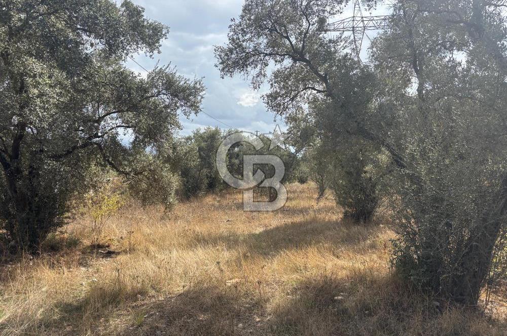 Muğla Yatağan Yeniköy Mahallesinde 6.585 m² Turgut Yoluna Cepheli Zeytliklik