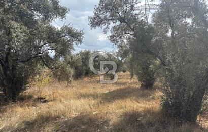 Muğla Yatağan Yeniköy Mahallesinde 6.585 m² Turgut Yoluna Cepheli Zeytliklik