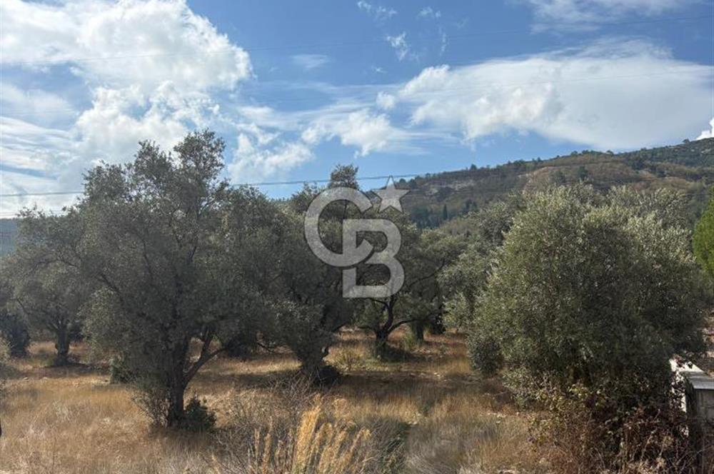 Muğla Yatağan Yeniköy Mahallesinde 6.585 m² Turgut Yoluna Cepheli Zeytliklik