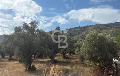 Muğla Yatağan Yeniköy Mahallesinde 6.585 m² Turgut Yoluna Cepheli Zeytliklik
