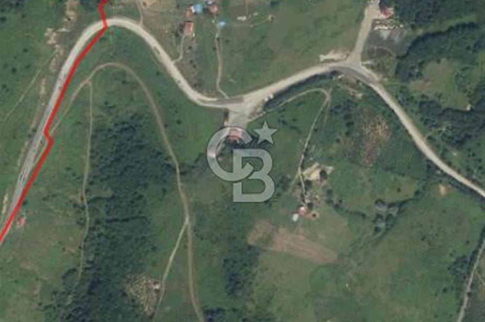 ORDU AKKUŞ'DA SATILIK FINDIKLIK