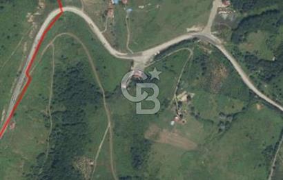 ORDU AKKUŞ'DA SATILIK FINDIKLIK