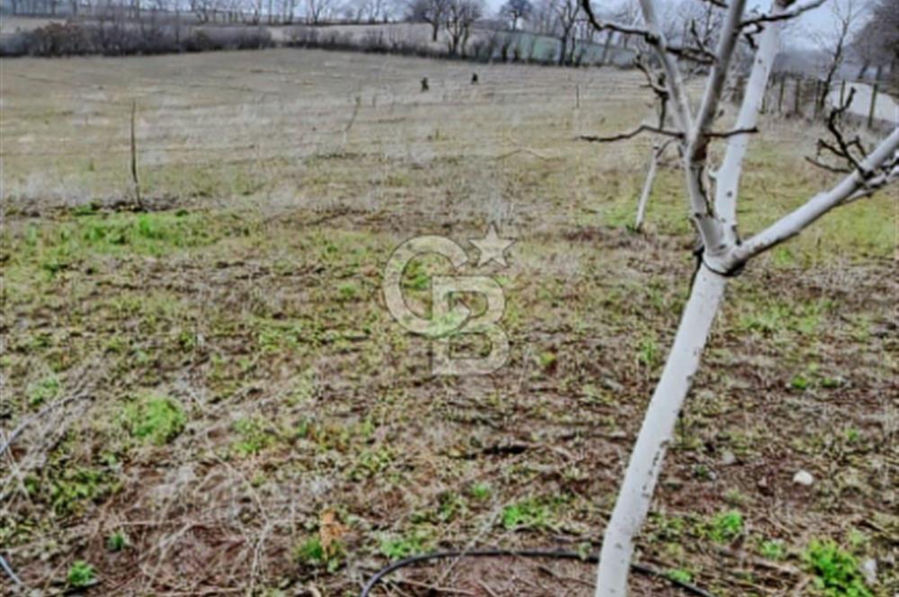 ÇANAKKALE/ÇAN/BOSTANDERE'DE 14.125M²SÜPER CEVİZ BAHÇESİ...