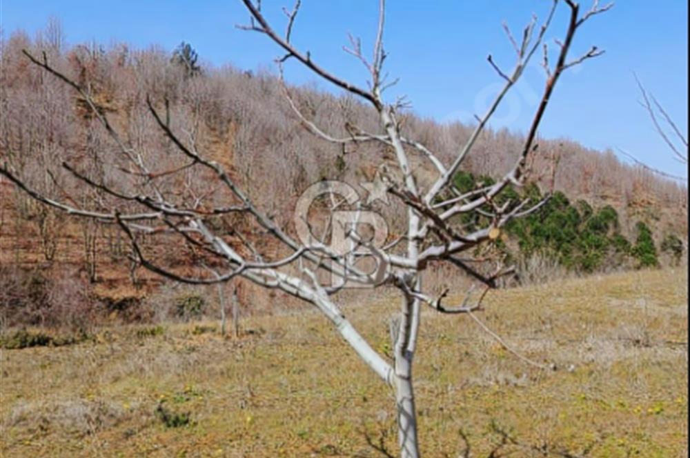 ÇANAKKALE/ÇAN/BOSTANDERE'DE 14.125M²SÜPER CEVİZ BAHÇESİ...