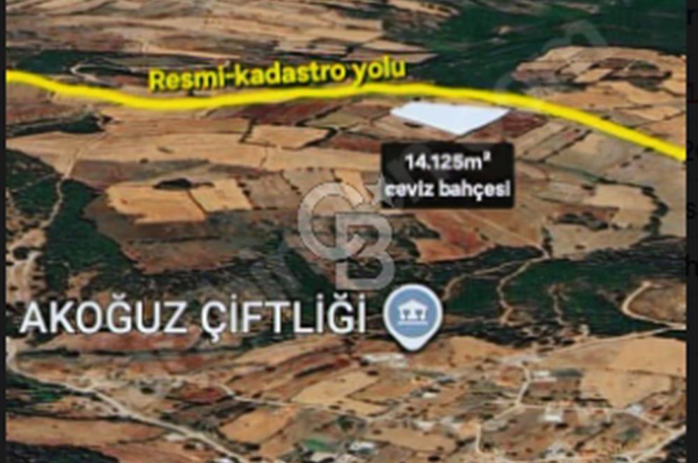 ÇANAKKALE/ÇAN/BOSTANDERE'DE 14.125M²SÜPER CEVİZ BAHÇESİ...