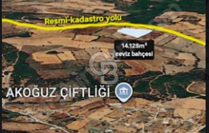 ÇANAKKALE/ÇAN/BOSTANDERE'DE 14.125M²SÜPER CEVİZ BAHÇESİ...