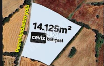 ÇANAKKALE/ÇAN/BOSTANDERE'DE 14.125M²SÜPER CEVİZ BAHÇESİ...