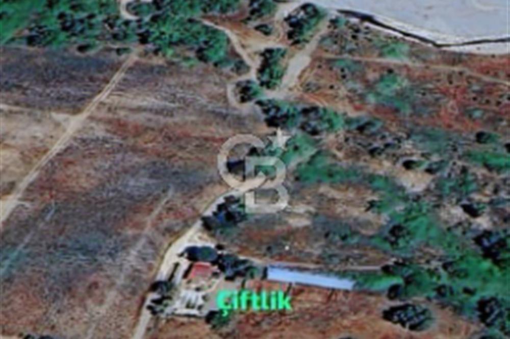KAZDAĞLARI'NIN İNCİSİ YENİCE/AKÇAKOYUN'DA ÇAYIN DİBİNDE 4,5DÖNÜ