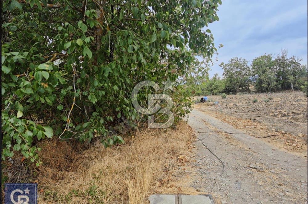 KAZDAĞLARI'NIN İNCİSİ YENİCE/AKÇAKOYUN'DA ÇAYIN DİBİNDE 4,5DÖNÜ