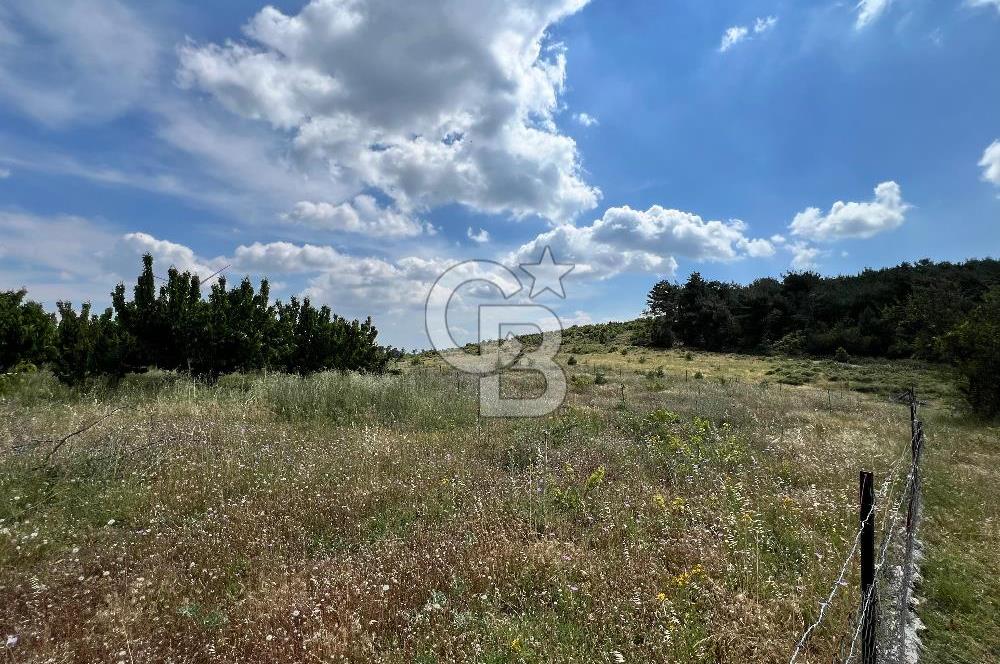 Bayındır Çınardibi Köyünde 15173 M2 500 Adet Kiraz Ağaçlı Tarla