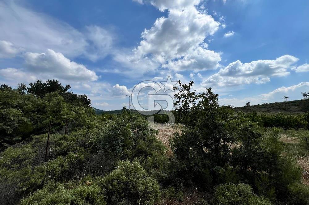 Bayındır Çınardibi Köyünde 15173 M2 500 Adet Kiraz Ağaçlı Tarla