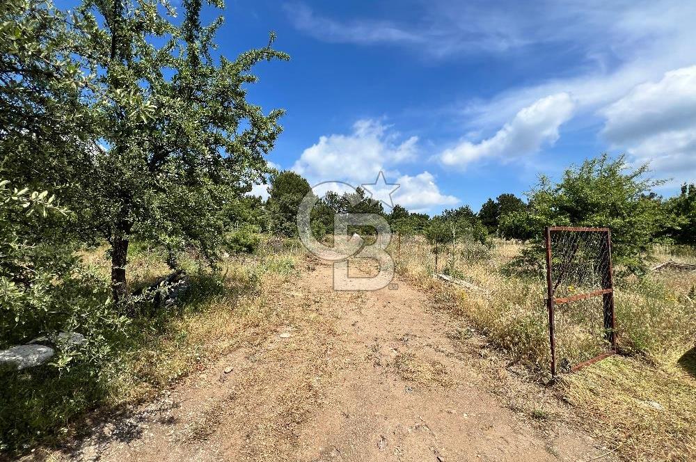 Bayındır Çınardibi Köyünde 15173 M2 500 Adet Kiraz Ağaçlı Tarla