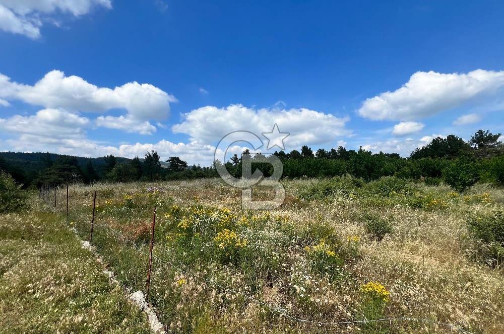 Bayındır Çınardibi Köyünde 15173 M2 500 Adet Kiraz Ağaçlı Tarla