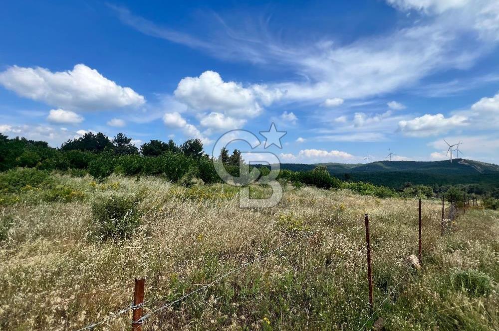 Bayındır Çınardibi Köyünde 15173 M2 500 Adet Kiraz Ağaçlı Tarla