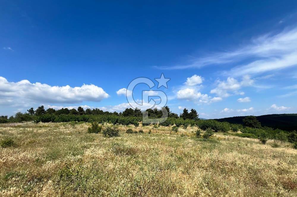 Bayındır Çınardibi Köyünde 15173 M2 500 Adet Kiraz Ağaçlı Tarla