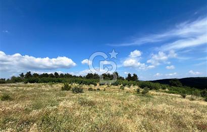 Bayındır Çınardibi Köyünde 15173 M2 500 Adet Kiraz Ağaçlı Tarla