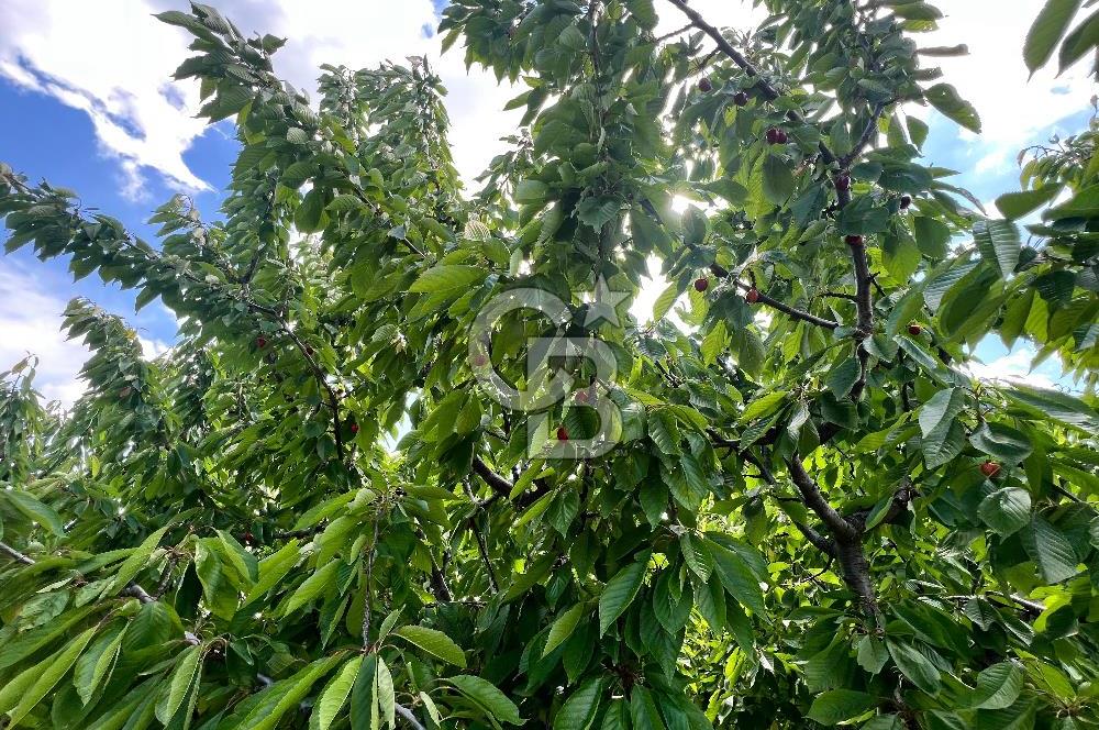 Bayındır Çınardibi Köyünde 15173 M2 500 Adet Kiraz Ağaçlı Tarla