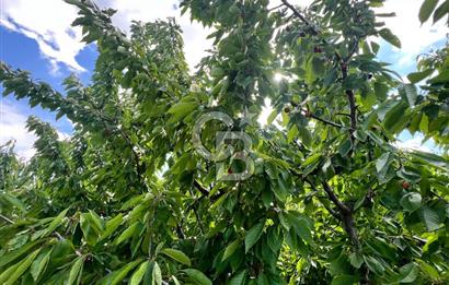 Bayındır Çınardibi Köyünde 15173 M2 500 Adet Kiraz Ağaçlı Tarla