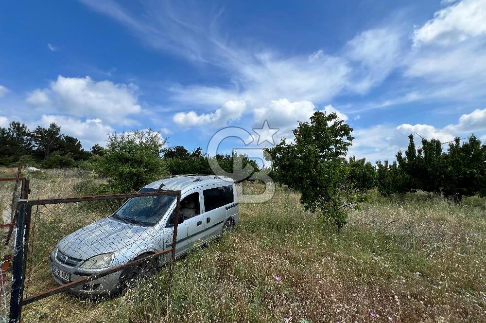 Bayındır Çınardibi Köyünde 15173 M2 500 Adet Kiraz Ağaçlı Tarla
