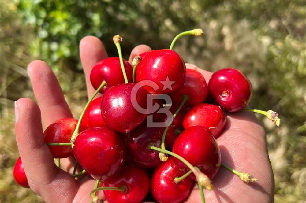 Bayındır Çınardibi Köyünde 15173 M2 500 Adet Kiraz Ağaçlı Tarla