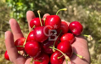 Bayındır Çınardibi Köyünde 15173 M2 500 Adet Kiraz Ağaçlı Tarla
