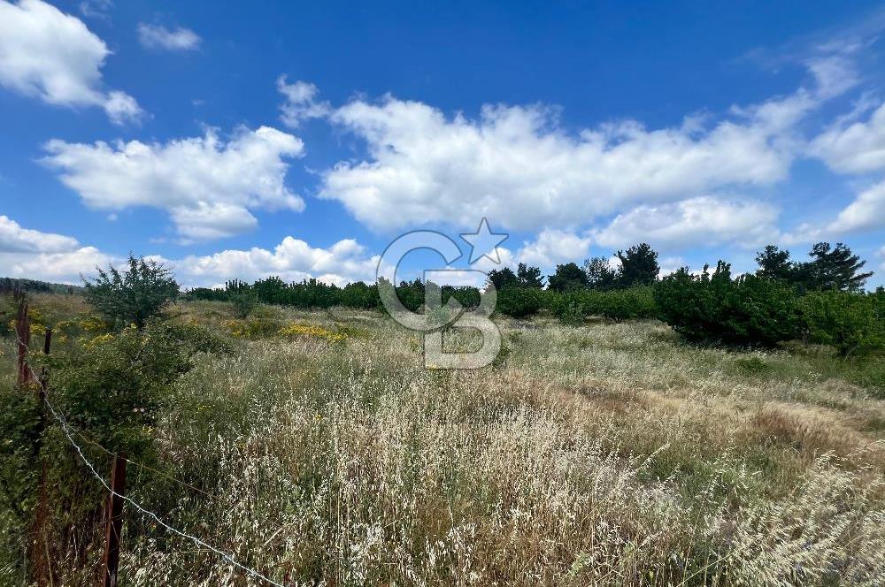 Bayındır Çınardibi Köyünde 15173 M2 500 Adet Kiraz Ağaçlı Tarla