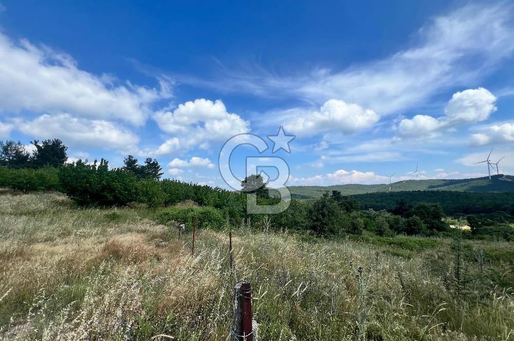 Bayındır Çınardibi Köyünde 15173 M2 500 Adet Kiraz Ağaçlı Tarla