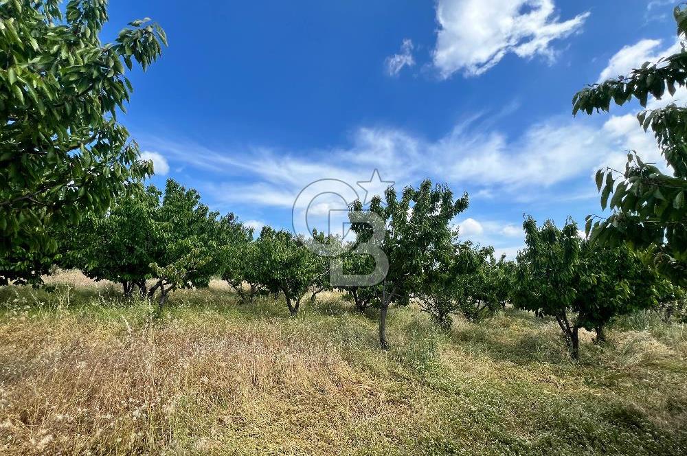 Bayındır Çınardibi Köyünde 15173 M2 500 Adet Kiraz Ağaçlı Tarla