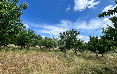 Bayındır Çınardibi Köyünde 15173 M2 500 Adet Kiraz Ağaçlı Tarla