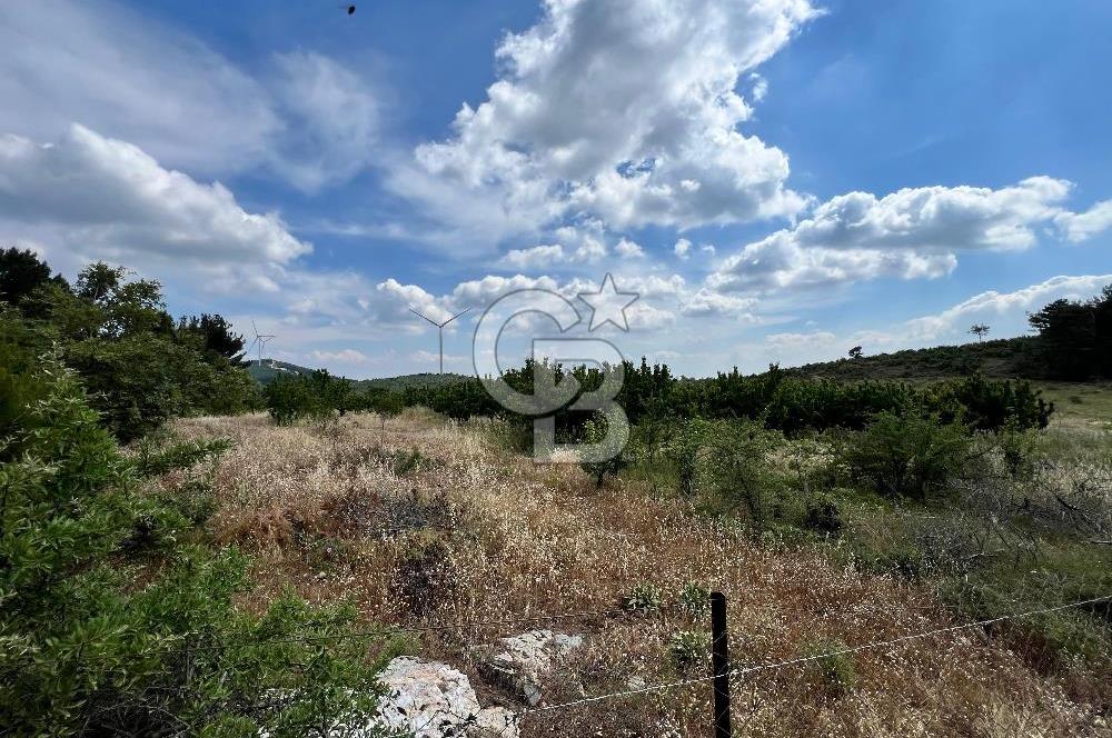 Bayındır Çınardibi Köyünde 15173 M2 500 Adet Kiraz Ağaçlı Tarla