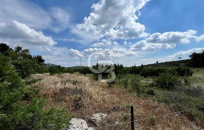 Bayındır Çınardibi Köyünde 15173 M2 500 Adet Kiraz Ağaçlı Tarla