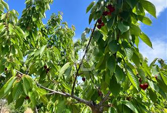 Bayındır Çınardibi Köyünde 15173 M2 500 Adet Kiraz Ağaçlı Tarla