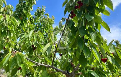 Bayındır Çınardibi Köyünde 15173 M2 500 Adet Kiraz Ağaçlı Tarla