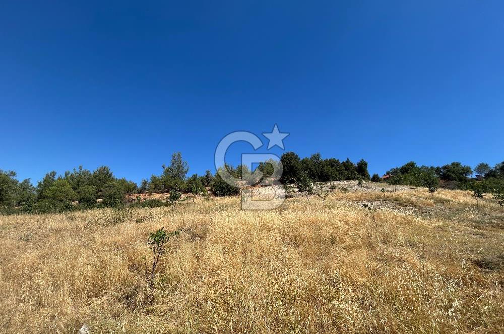 Muğla Günlüce 2332 m2 Satılık Tarla 