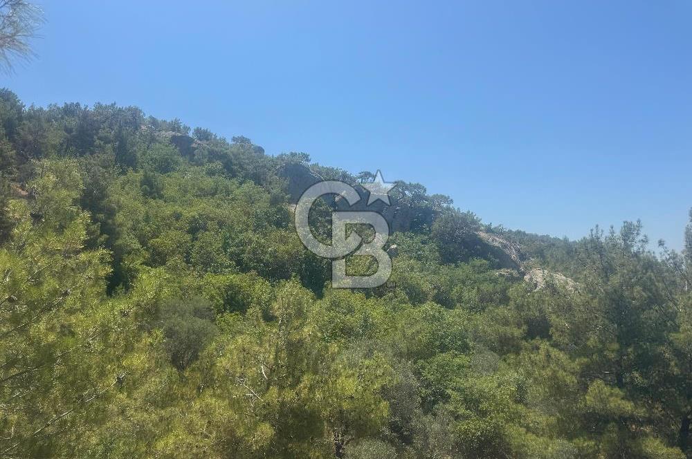 ÇANAKKALE AYVACIK'TA SATILIK MÜKEMMEL ARAZİ