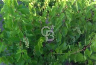 YUNTDAĞI YENİCE DENİZ MANZARALI SATILIK BAHÇE