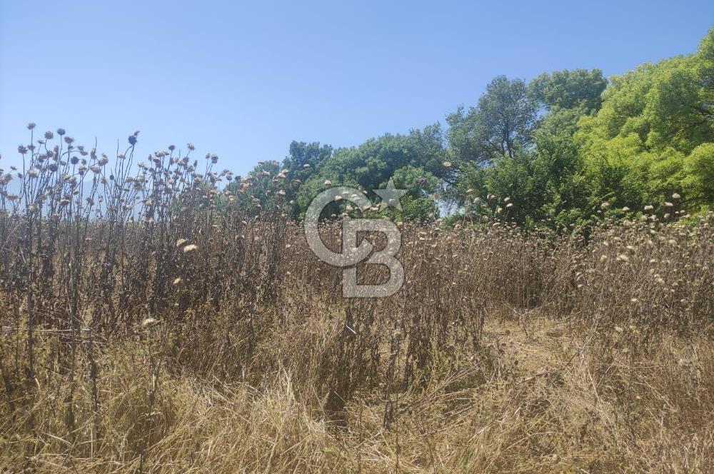 Manisa Yunusemre Üçpınar'da satılık tarla