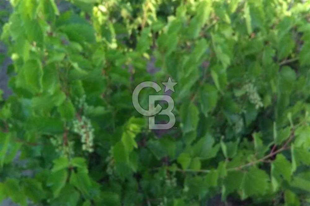 YUNTDAĞI YENİCE DENİZ MANZARALI SATILIK BAHÇE