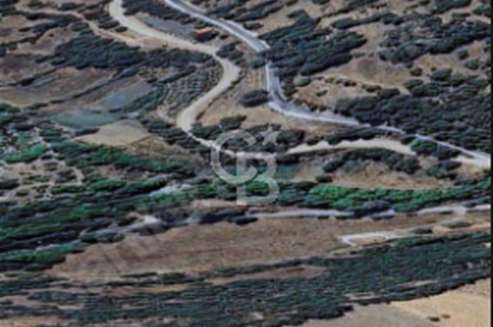 Balıkesir/Dursunbey Aşağıyağcılar'da asfalta cepheli 1741m2...