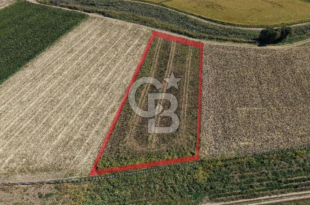 ÇANAKKALE KUMKALEDE VERİMLİ 3285 m² SATILIK TARIM ARAZİSİ