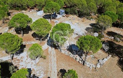 Bergama Demircidere fıstık çamları altın da satılık ev ve arazi