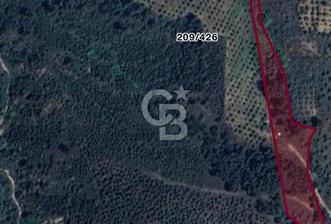 Kemalpaşa Yukarı Kızılca Mevkinde 15 Dönüm Badem Arazisi - 3 - 310296