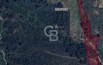 Kemalpaşa Yukarı Kızılca Mevkinde 15 Dönüm Badem Arazisi