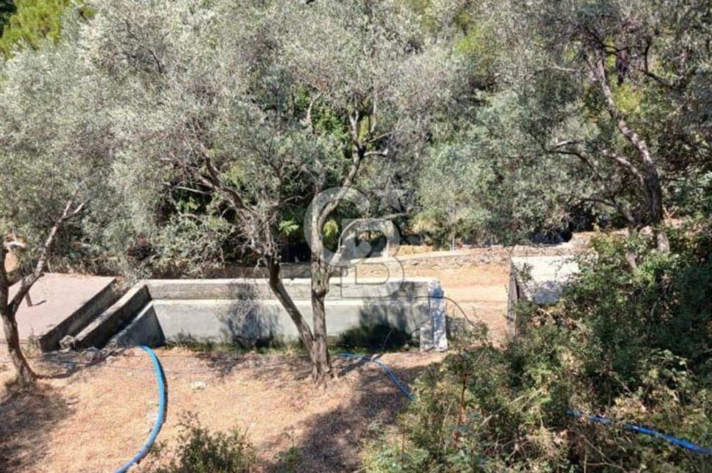 MİLAS KAYABAŞI KÖK TAPU BAĞ EVİ YAPILABİLEN KUPON ARSA