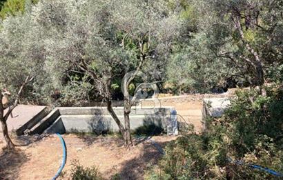 MİLAS KAYABAŞI KÖK TAPU BAĞ EVİ YAPILABİLEN KUPON ARSA