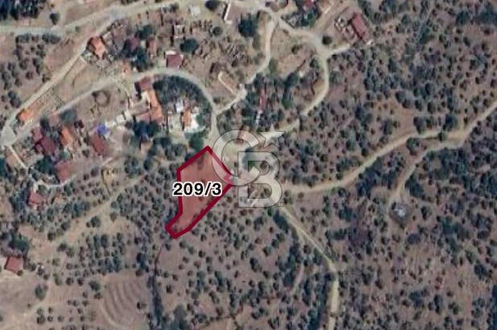 İzmir Bayındır Pınarlı'da Köy İçinde Satılık İmarlı Arsa