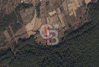 MUĞLA MİLAS ÇİFTLİK MAHALLESİ ZEYTİNLİK